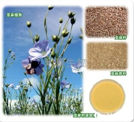 可以利用家用榨油機榨油的亞麻籽